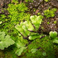 thallose-liverwort-vernal-pools-Santa-Rosa-Reserve-2011-03-16-IMG_7274.jpg