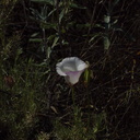 Calochortus-catalinae-mariposa-lily-Angel-Vista-2018-05-15-IMG 8747