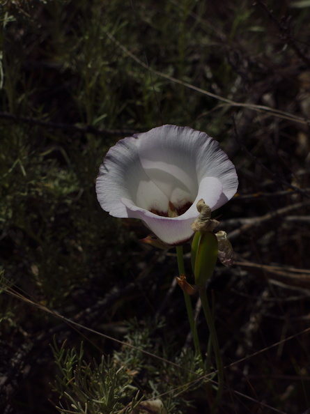 Calochortus-catalinae-mariposa-lily-Angel-Vista-2018-05-15-IMG_8750.jpg