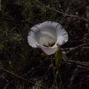 Calochortus-catalinae-mariposa-lily-Angel-Vista-2018-05-15-IMG 8750