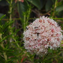 Eriogonum-fasciculatum-California-buckwheat-Angel-Vista-trail-2015-05-04-IMG 4891