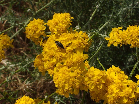 Eriophyllum-confertflorum-golden-yarrow-with-pollinators-Angel-Vista-trail-2015-05-04-IMG 4923