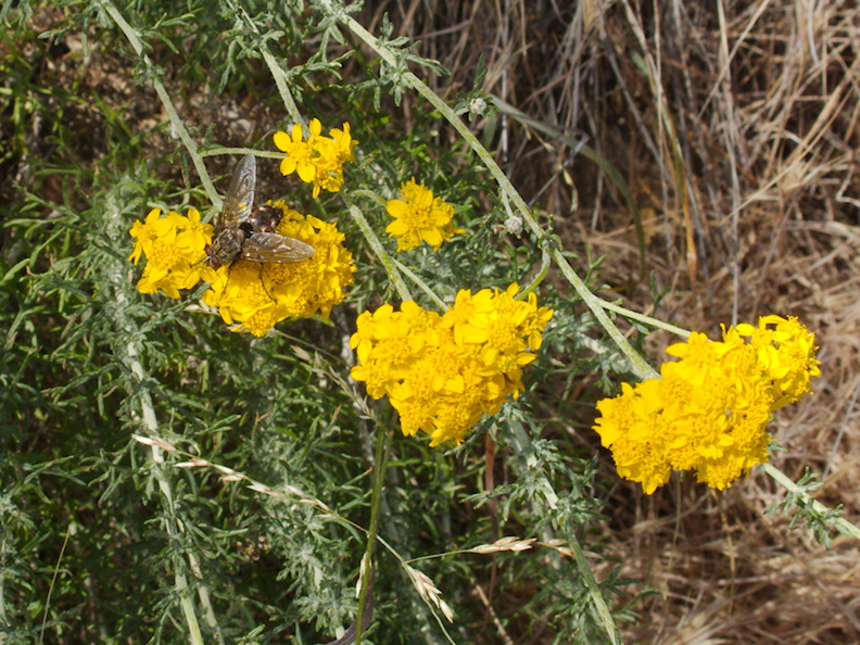 Eriophyllum-confertflorum-golden-yarrow-with-pollinators-Angel-Vista-trail-2015-05-04-IMG_4929.jpg