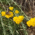 Eriophyllum-confertflorum-golden-yarrow-with-pollinators-Angel-Vista-trail-2015-05-04-IMG 4929