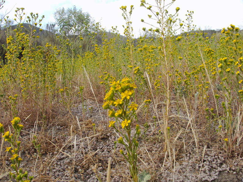 Hemizonia-fasciculata-clustered-tarweed-in-golden-field-Angel-Vista-trail-2015-05-04-IMG_4868.jpg