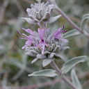 Salvia-leucophylla-pink-sage-Angel-Vista-2016-05-04-IMG 6786