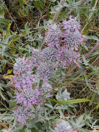 Salvia-leucophylla-pink-sage-Angel-Vista-2016-05-04-IMG 6787
