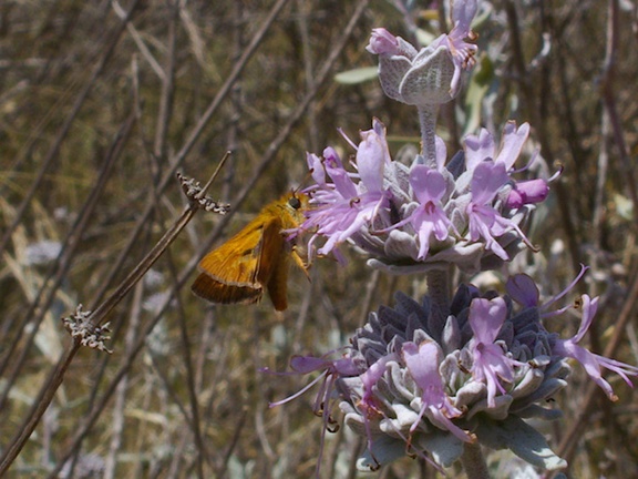 Salvia-leucophylla-pink-sage-Angel-Vista-trail-2015-05-04-IMG 4945