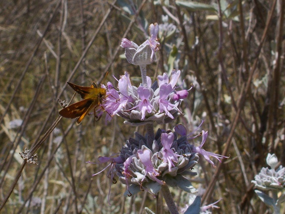 Salvia-leucophylla-pink-sage-Angel-Vista-trail-2015-05-04-IMG 4946