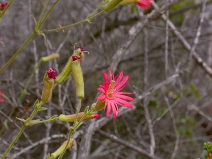 Silene-laciniata-Indian-pink-Angel-Vista-trail-2015-05-04-IMG 4898