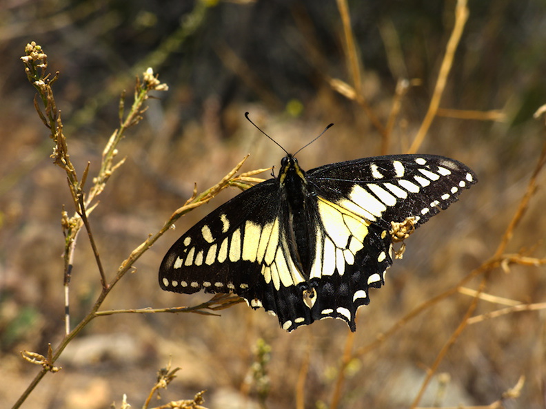 anise-swallowtail-butterfly-Papilio-zelicaon-Angel-Vista-Trail-2015-05-23-IMG 5004