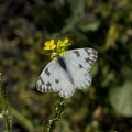 butterfly-on-weedy-yellow-crucifer-Angel-Vista-2016-04-27-IMG_6771.jpg
