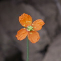 indet-Malvaceae-herb-Angel-Vista-2016-05-04-IMG 6776