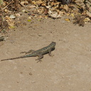 western-fence-lizard-Sceleporus-occidentalis-Angel-Vista-trail-2015-05-04-IMG 4936