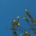 Dendromecon-rigida-tree-poppy-Camino-Cielo-2010-06-11-IMG_6023.jpg