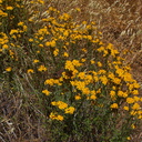 Hemizonia-minthornii-Santa-Susana-tarweed-Camino-Cielo-2010-06-11-IMG 6050