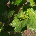 green-katydid-Camino-Cielo-west-2011-04-10-IMG 7578