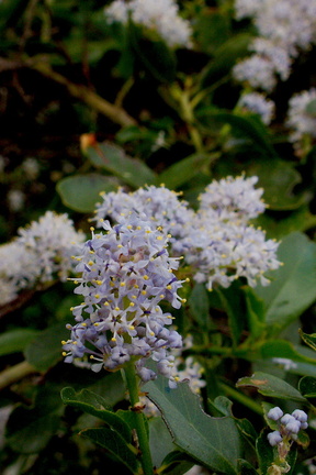Ceanothus-growing-at-roadside-Southern-California-2017-03-20-IMG 7677
