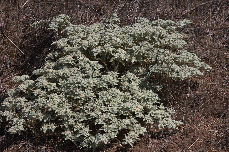 Eremocarpus-setigerus-turkey-mullein-China-Flats-Simi-2011-09-12-IMG_3361.jpg