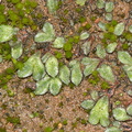 Riccia-sp-thallose-liverwort-Santa-Monica-Mts-2012-12-24-IMG_7077.jpg