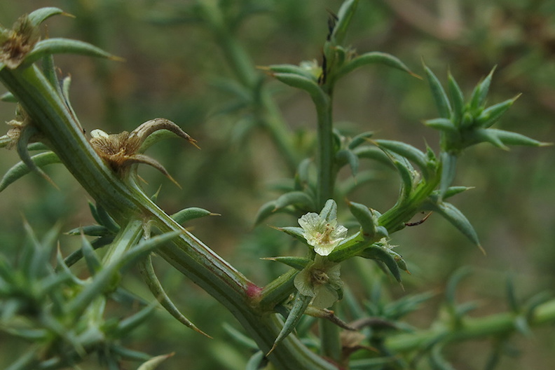 tumbleweed-Salsola-tragus-flowers-Moorpark-2014-09-28-IMG_4157.jpg