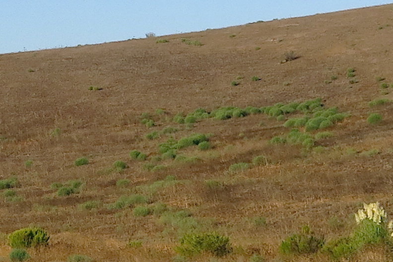 tumbleweed-Salsola-tragus-thriving-in-drought-Moorpark-2014-09-22-IMG_4163.jpg