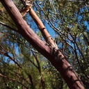 Adenostoma-sparsifolium-red-shanks-showing-red-ribbony-bark-Circle-X-ranch-2011-09-19-IMG 9730