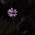 Corethrogyne-filaginifolia-cudweed-aster-Circle-X-ranch-2011-09-19-IMG_9763.jpg