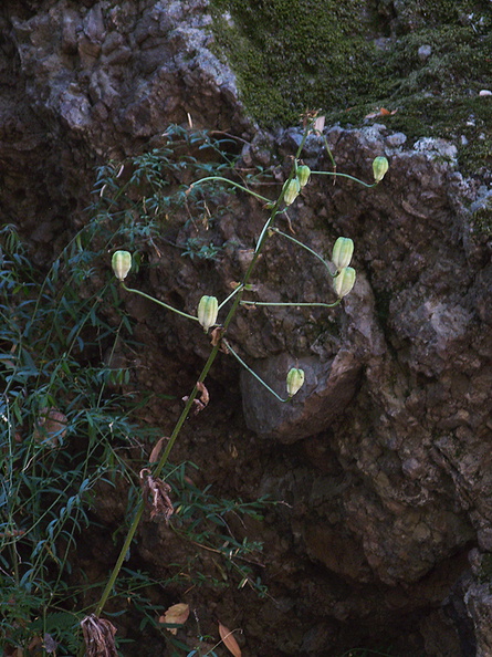Lilium-humboldtii-Humboldt-lily-fruit-Circle-X-ranch-2011-09-19-IMG_9752.jpg
