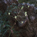 Lilium-humboldtii-Humboldt-lily-fruit-Circle-X-ranch-2011-09-19-IMG 9752