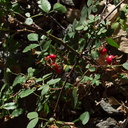 Rosa-californica-wild-rose-rosehips-Circle-X-ranch-2011-09-19-IMG 9740