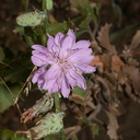 Stephanomeria-cichoriacea-chicory-leaved-wire-lettuce-Circle-X-ranch-2011-09-19-IMG 3376
