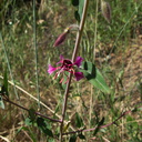 Clarkia-unguiculata-elegant-clarkia-Kanan-Dume-trail-2011-04-29-IMG 7735