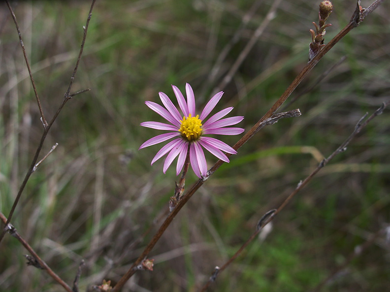 Corethrogyne-filaginifolia-cudweed-aster-Malibu-Springs-trail-2013-01-27-IMG_3310.jpg