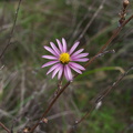 Corethrogyne-filaginifolia-cudweed-aster-Malibu-Springs-trail-2013-01-27-IMG_3310.jpg