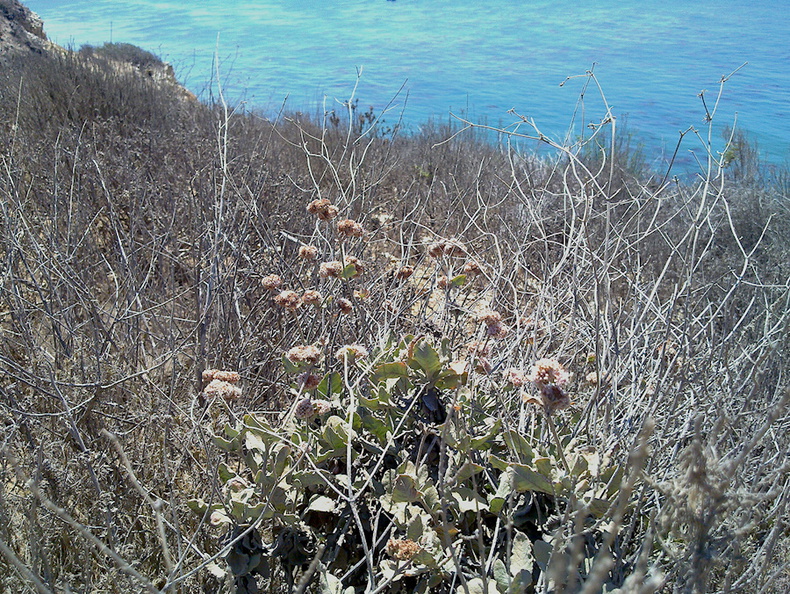 Eriogonum-cinereum-ashy-leaved-buckwheat-blooming-in-drought-Leo-Carrillo--20130805_005_1.jpg