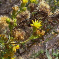 Grindelia-sticky-flower-composite-blooming-in-drought-Leo-Carrillo--20130805 013 1