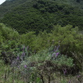 Lupinus-sp-longifolius-bush-lupine-with-trunks-Kanan-Dume-trail-2011-04-29-IMG 7704