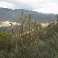 Ribes-malvaceum-chaparral-currant-habitat-Malibu-Springs-trail-2013-01-27-IMG 3327