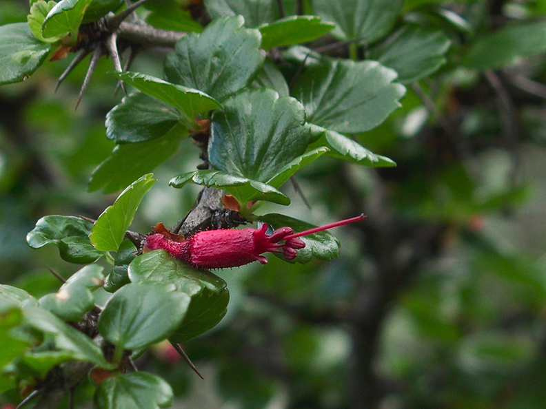 Ribes-speciosum-fuchsia-flowered-gooseberry-Malibu-Springs-trail-2013-01-27-IMG_3330.jpg