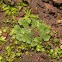 Riccia-sp-thallose-liverwort-Backbone-Trail-Zuma-Canyon-2013-01-07-IMG 7152