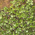 Targionia-sp-thallose-liverwort-Malibu-Springs-trail-2013-01-27-IMG_7234.jpg