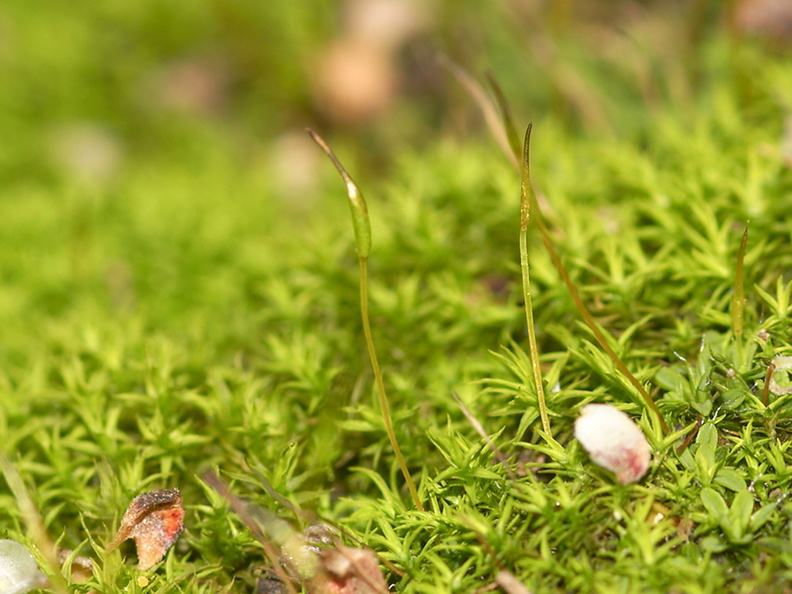 apple-green-moss-with-sporophytes-indet-Malibu-Springs-trail-2013-01-27-IMG_7257.jpg
