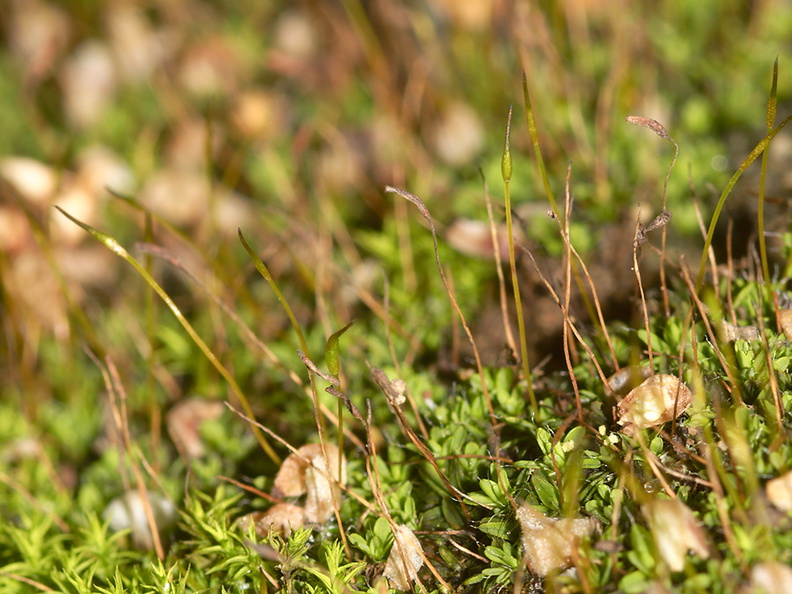 apple-green-moss-with-sporophytes-indet-Malibu-Springs-trail-2013-01-27-IMG_7259.jpg