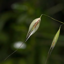 grass-flowering-Kanan-Dume-trail-2011-04-29-IMG 2030