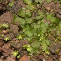 hornwort-Backbone-Trail-Zuma-Canyon-2013-01-07-IMG_7159.jpg