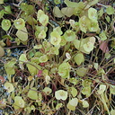 Claytonia-perfoliata1-2004-04-07
