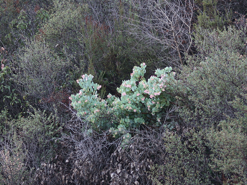 Arctostaphylos-glauca-big-berry-manzanita-Mishe-Mokwa-trail-Sandstone-Peak-2012-12-23-IMG_7075.jpg