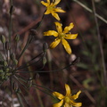 Bloomeria-crocea-goldenstar-Mishe-Mokwa-Santa-Monica-Mts-2016-04-22-IMG_3093.jpg