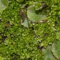 Fossombronia-sp-leafy-liverwort-Mishe-Mokwa-trail-Sandstone-Peak-2012-12-23-IMG_7039.jpg